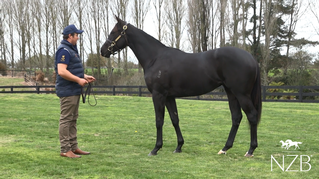 The Sweynesse x Happy Endings filly being prepared at Woburn Farm.